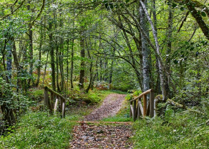 Bosque de Muniellos