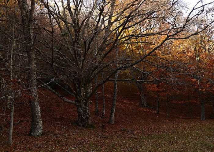 Hayedo_de_Montejo_de_la_Sierra_comienzos_de_otoño